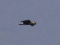 /album/some-overseas-trips/pallass-fish-eagle-2-corbett-jpg/